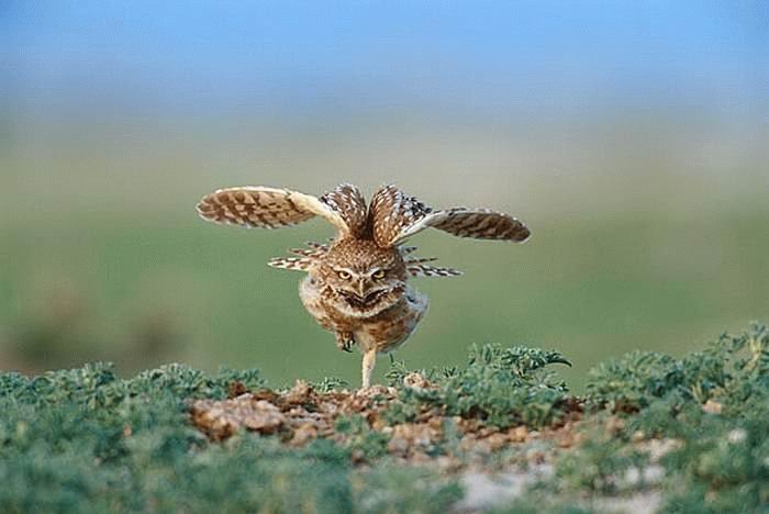 Les Images insolites de la semaine #8 - 22 Les Images insolites de la semaine #8 - 22