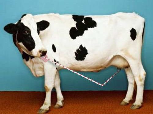 Les Images insolites de la semaine #8 - 53 Les Images insolites de la semaine #8 - 53