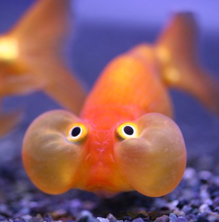 Les Images insolites de la semaine #8 - 67 Les Images insolites de la semaine #8 - 67