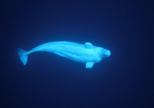 Magnifiques images de l'antarctique - Sa population, ses paysages ! 8 Magnifiques images de l'antarctique - Sa population, ses paysages ! 8
