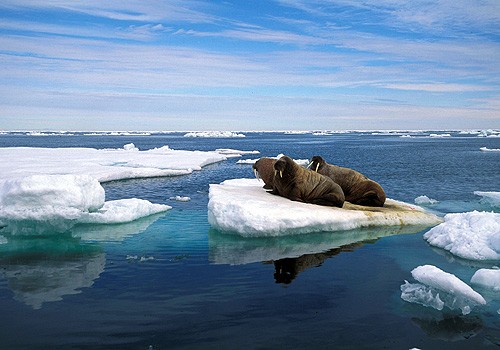 Magnifiques images de l'antarctique - Sa population, ses paysages ! 11 Magnifiques images de l'antarctique - Sa population, ses paysages ! 11