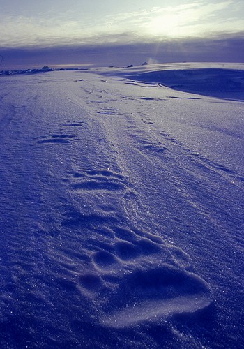Magnifiques images de l'antarctique - Sa population, ses paysages ! 22 Magnifiques images de l'antarctique - Sa population, ses paysages ! 22