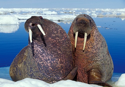 Magnifiques images de l'antarctique - Sa population, ses paysages ! 23 Magnifiques images de l'antarctique - Sa population, ses paysages ! 23