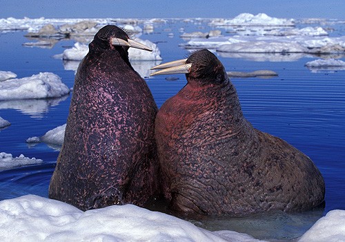 Magnifiques images de l'antarctique - Sa population, ses paysages ! 24 Magnifiques images de l'antarctique - Sa population, ses paysages ! 24