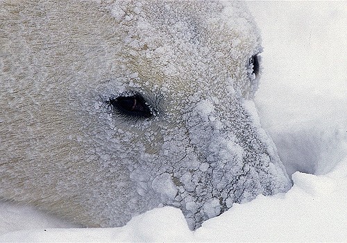 Magnifiques images de l'antarctique - Sa population, ses paysages ! 40 Magnifiques images de l'antarctique - Sa population, ses paysages ! 40