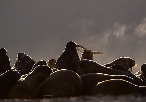 Magnifiques images de l'antarctique - Sa population, ses paysages ! 50 Magnifiques images de l'antarctique - Sa population, ses paysages ! 50