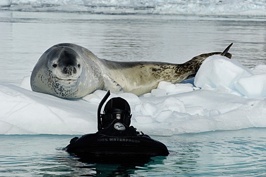 Magnifiques images de l'antarctique - Sa population, ses paysages ! 69 Magnifiques images de l'antarctique - Sa population, ses paysages ! 69