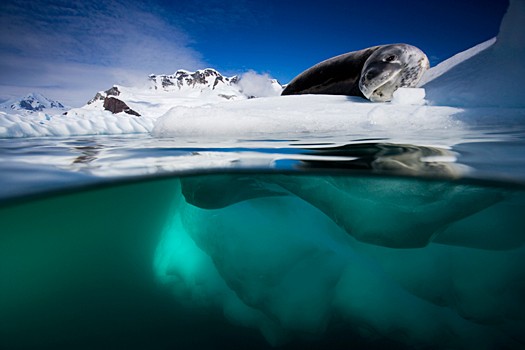 Magnifiques images de l'antarctique - Sa population, ses paysages ! 70 Magnifiques images de l'antarctique - Sa population, ses paysages ! 70