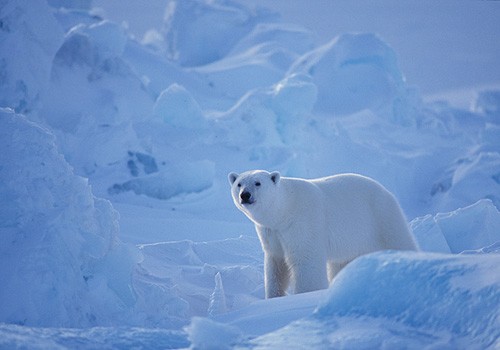 Magnifiques images de l'antarctique - Sa population, ses paysages ! 91 Magnifiques images de l'antarctique - Sa population, ses paysages ! 91
