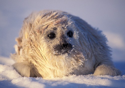 Magnifiques images de l'antarctique - Sa population, ses paysages ! 97 Magnifiques images de l'antarctique - Sa population, ses paysages ! 97