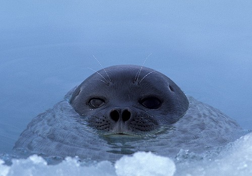 Magnifiques images de l'antarctique - Sa population, ses paysages ! 100 Magnifiques images de l'antarctique - Sa population, ses paysages ! 100
