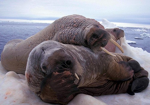 Magnifiques images de l'antarctique - Sa population, ses paysages ! 107 Magnifiques images de l'antarctique - Sa population, ses paysages ! 107