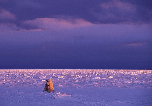 Magnifiques images de l'antarctique - Sa population, ses paysages ! 114 Magnifiques images de l'antarctique - Sa population, ses paysages ! 114