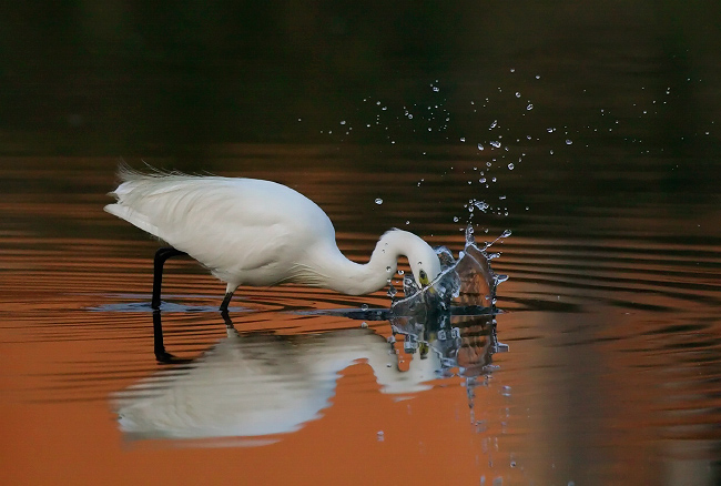 49666313.egret
