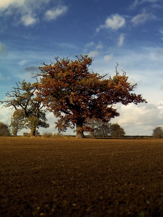 fieldtree