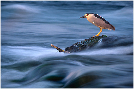 heron