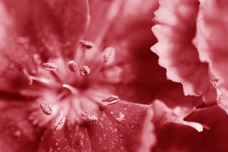 seeingred