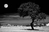 20050820150648_moonlight