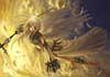 Angel81