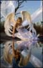 angel2