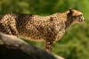 cheetah_4751