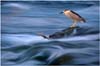 heron