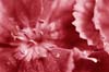 seeingred