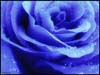 sweetbluerose